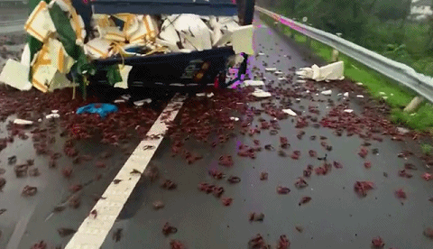 平安护航·建党百年|吃货哭了!6000斤小龙虾撒满高速公路