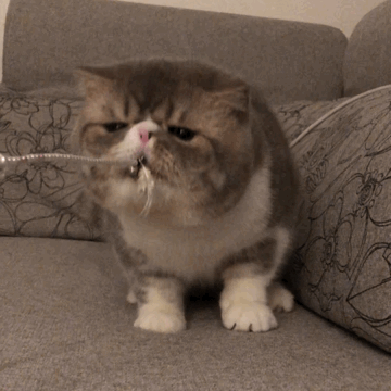 猫咪忠心排行榜这几种猫咪一生只认一个主人