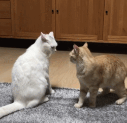 小编有话说:算了,算了,想要快乐的养猫生活,最好别养白猫,不然有时候