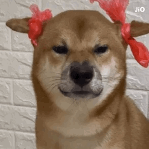 柴犬表情包:哼～本宝生气了_腾讯新闻