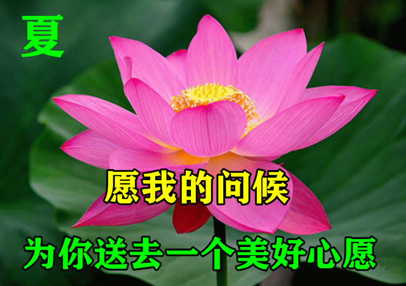 6月21日夏至最漂亮早上好动态表情图片大全早晨好动图美图大全