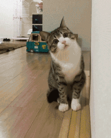 猫咪就总会盯着你看,这其实就是因为勾起了猫咪的好奇心