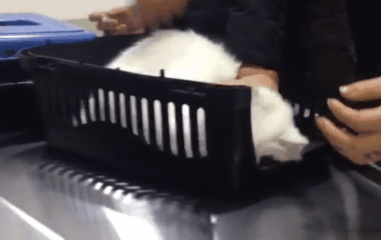 动作表情型为了不打针,猫咪也是蛮拼的!连狗都能装.猫咪:汪!汪!汪!