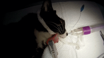 猫咪长智齿了不能喵喵喵一喵就疼