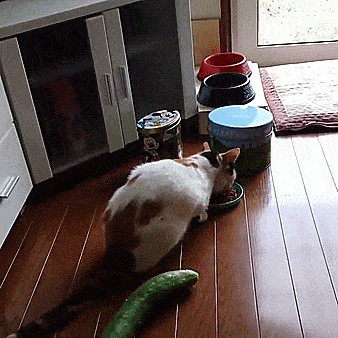 再厉害的猫咪面对这些东西它都会怂