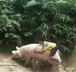 农村没什么好的玩具,这家伙一星期玩死了三头了,该怎么办?