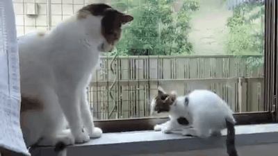 看在我这么可爱的份上(=^x^=)果然没有人可以拒绝小猫咪的卖萌,老板真