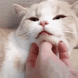 270_270gif 动态图 动图