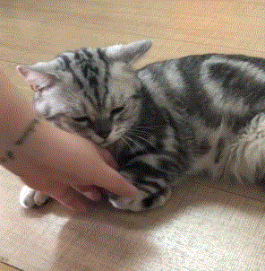 世界上真的存在只让一个人摸的专属小猫咪吗有的