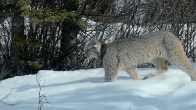 400_225gif 动态图 动图