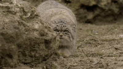 by weibo @每日兔狲不管再怎么可爱,兔狲也是国家二级保护动物,不可以