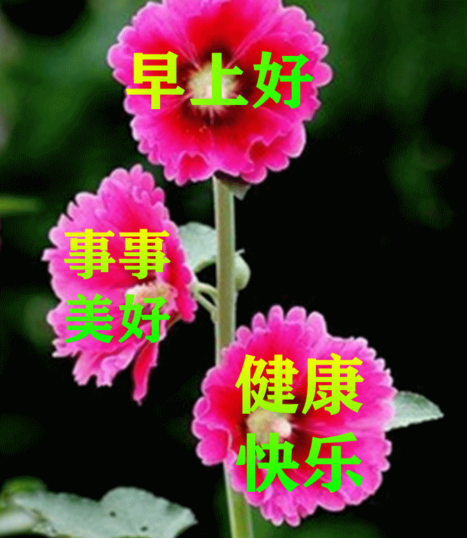7月5日最漂亮早上好动态表情图片大全早晨好动图美图大全