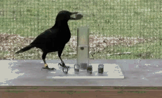 人类消失后哪种动物会称霸地球科学家不要低估乌鸦的实力