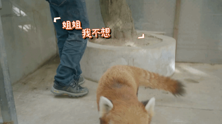 六只团子带你瞧这一家子趣味探访动物家族的秘密