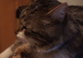 猫咪会因为伤心难过哭泣吗