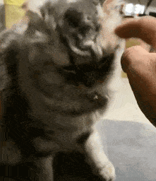 不小心来了个摸蛋杀主子竟然爽到骂脏话