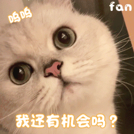 很可爱的热门猫咪表情包