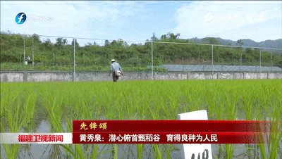 每年沙县农科所都承担着200多个水稻新品种的实验任务,作为农科所技术