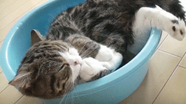 家里的猫咪上次洗澡是什么
