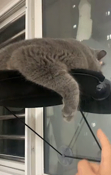 打不过自家猫是种什么体验健身猫猫大赏