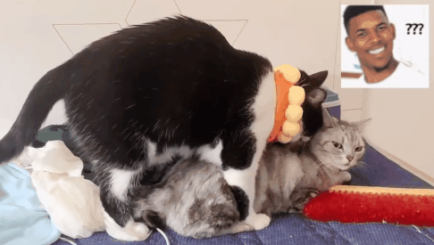 猫也不知所措;失去秘密武器的2只公,竟玩起了