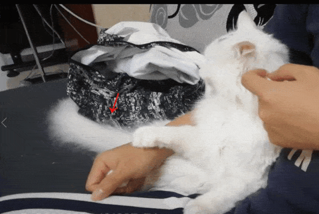 猫咪的心情难以捉摸看尾巴就行