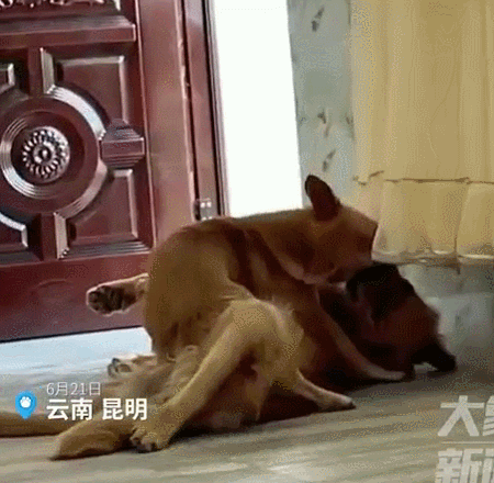 大金毛光天化日下带狗回家还人片看多了