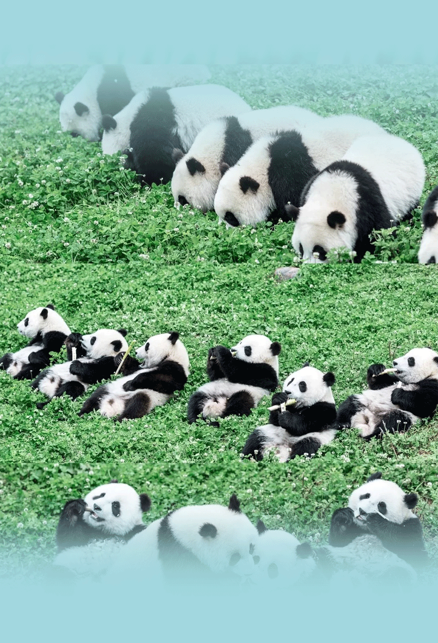 会活丨7月15日,相约成都大熊猫基地,助力