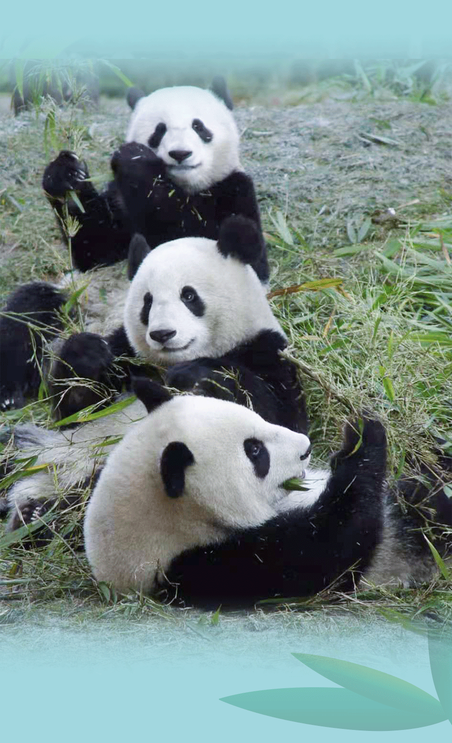 会活丨7月15日,相约成都大熊猫基地,助力