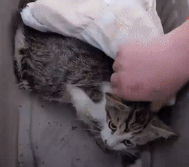 把猫带回家里,拆开航空箱的顶部,这时猫咪更加没有安全感了.