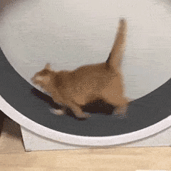 表情包:沙雕猫咪