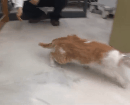 流浪猫夫妻相濡以沫是你羡慕的爱情吗