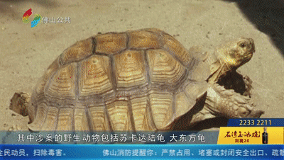 佛山一街坊不小心买了两只牢底坐穿龟罚了这么多
