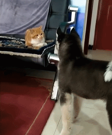 好像闪到腰了蠢萌的快乐二哈01它们会干什么!