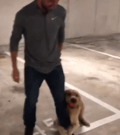 金毛当街与男人拉拉扯扯,成何体统!