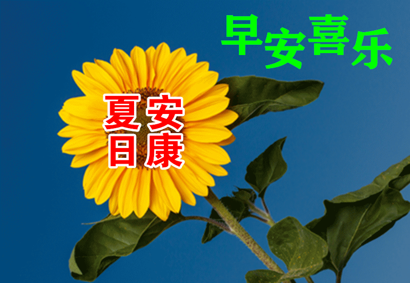 早上好朋友夏天带鲜花的早上好问候动画图片慰问朋友的早上好温馨祝福