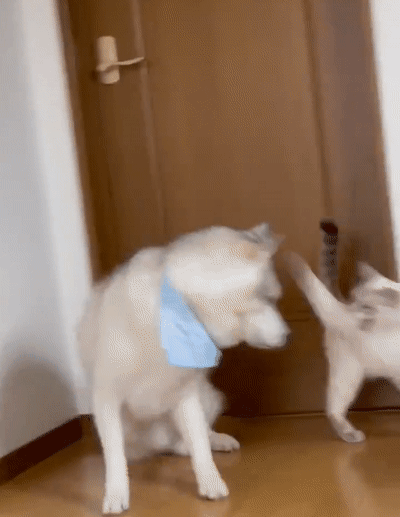 一旦养了猫我和家里的狗都失去了做自己的权利