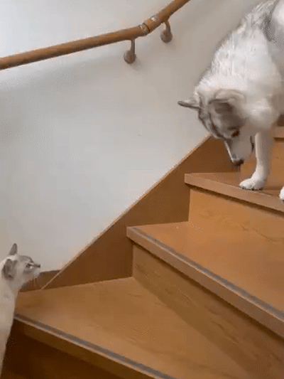 一旦养了猫,我和家里的狗都失去了做自己的权利