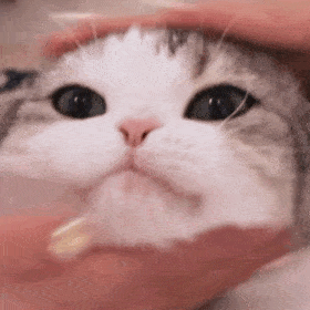 小可爱们还没有关注公众号的可以关注下哦～泡芙表情包(二十七)01打开