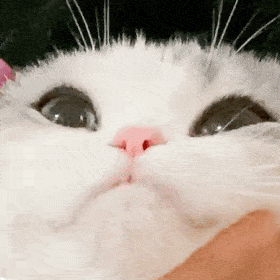 超好玩的猫猫狗狗表情包～小可爱们还没有关注公众号的可以关注下哦