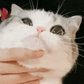 超好玩的猫猫狗狗表情包～小可爱们还没有关注公众号的可以关注下哦