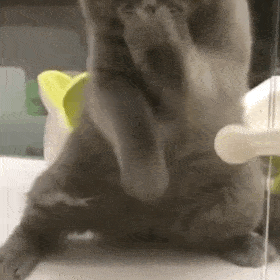 超可爱的猫猫狗狗表情包