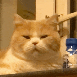 超可爱的猫猫狗狗表情包