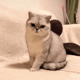 超可爱的猫猫狗狗表情包