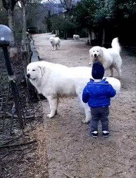 大白熊犬祖上就是看守羊群的工作犬,责任心非常强,现在虽然大多不