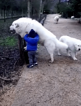 推也推不动,走也走不掉,小主人使了一招调虎离山之计企图蒙骗过狗子