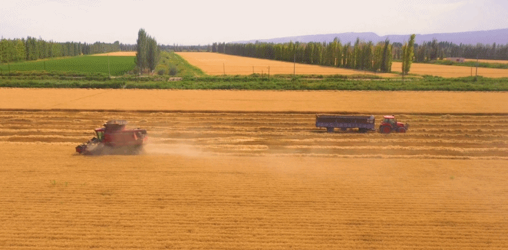 27万亩小麦 已进入丰收时节 此时师市各处的麦田里翻滚着金浪 到处
