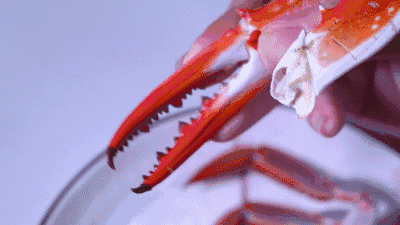 疫情之下,澳洲螃蟹成精了!每年抽烟比澳洲人还多!来盘