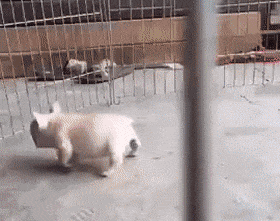 搞笑gif段子:孩子,你做了一个什么样的梦