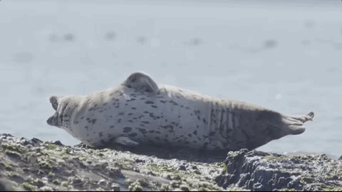 今日大暑你听过小海豹的叫声吗